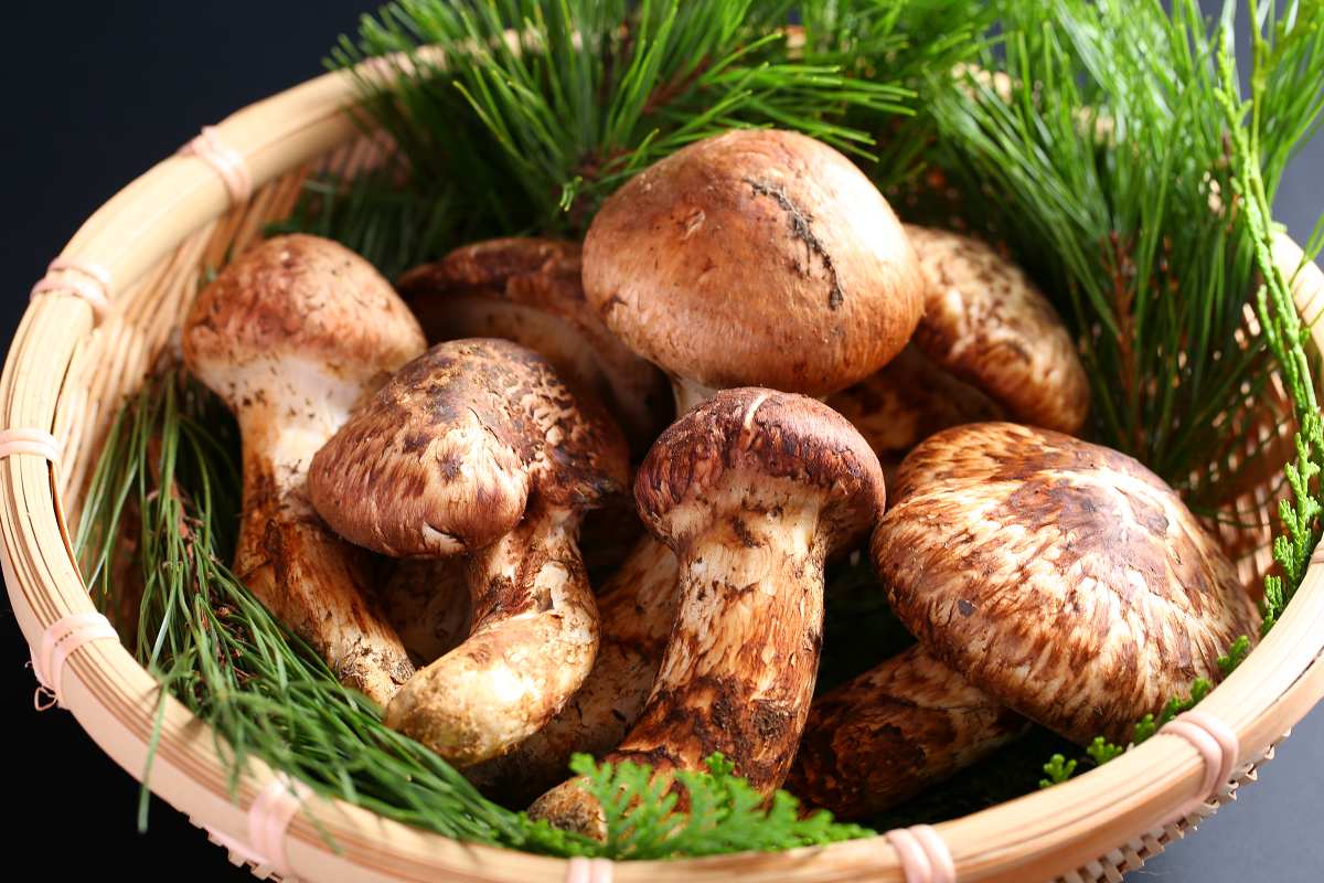 日帰り 松茸会席コース】秋季限定の味覚到来！松茸料理全9品 【個室