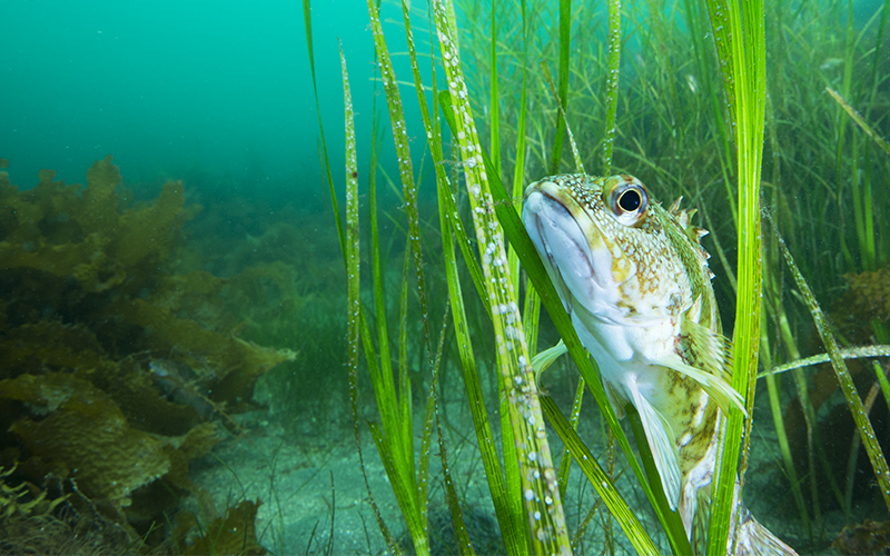 午後の部≪田ノ浦ビーチ≫初めての方も参加OK！体験ダイビングプラン