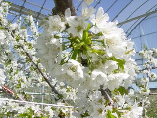さくらんぼ狩り30分食べ放題 6月上旬 7月上旬 お子様からお年寄りまで収穫しやすいさくらんぼ狩りをしよう 大石農園 じゃらん遊び体験 さくらんぼ狩り30分食べ放題 6月上旬 7月上旬 お子様からお年寄りまで収穫しやすいさくらんぼ狩りをしよう 大石農園 じゃらん遊び体験