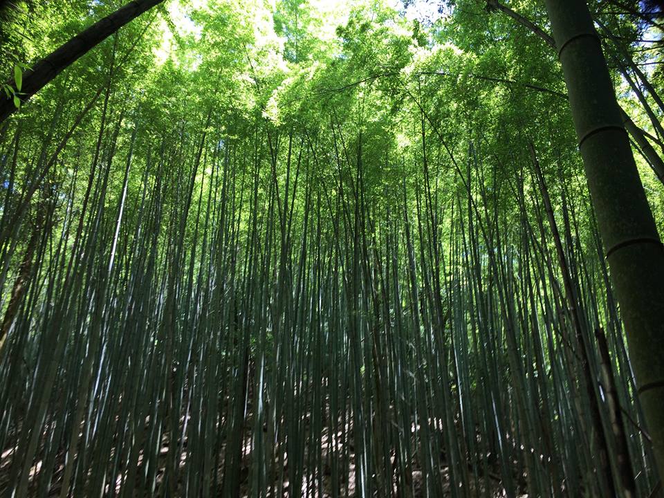 竹は、地元の竹林に私たちが切りに行き、厳選したものを使用いたします