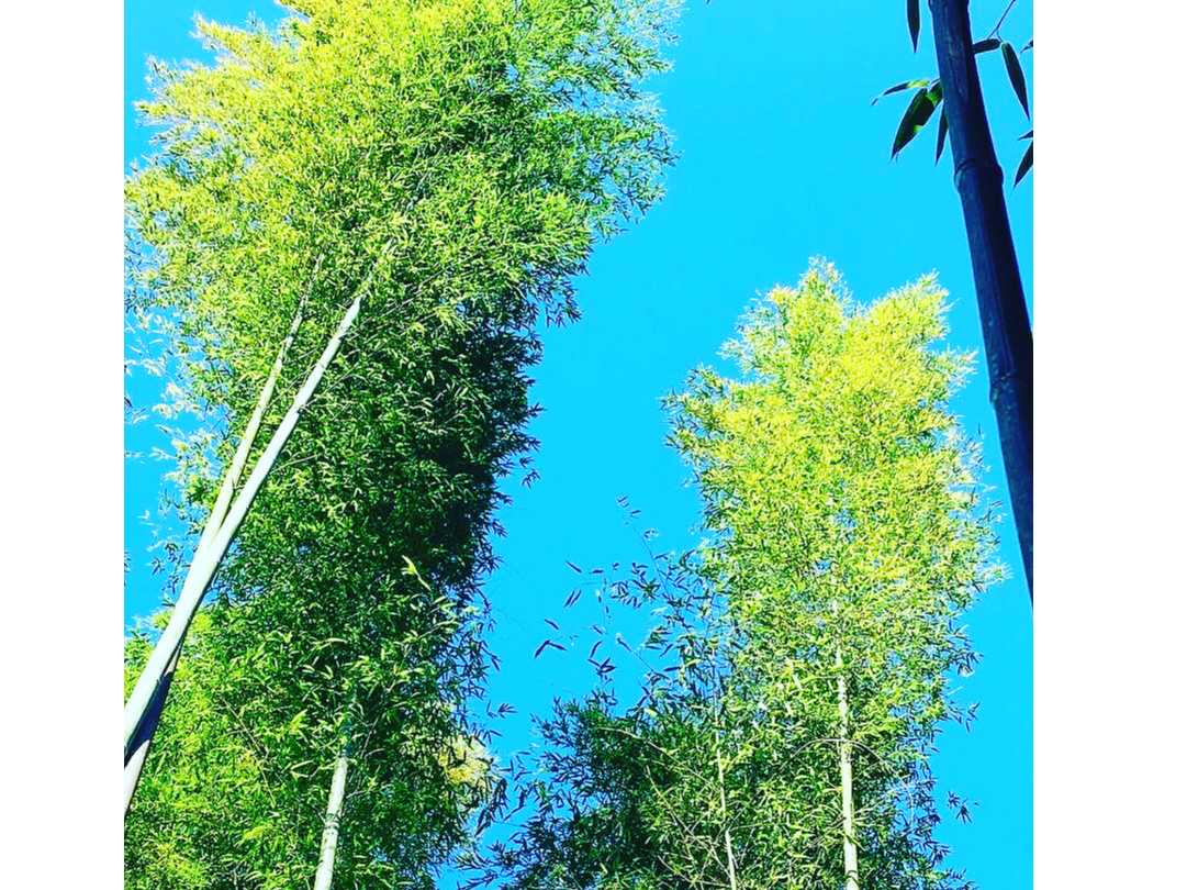 竹は、地元の竹林に私たちが切りに行き、厳選したものを使用いたします