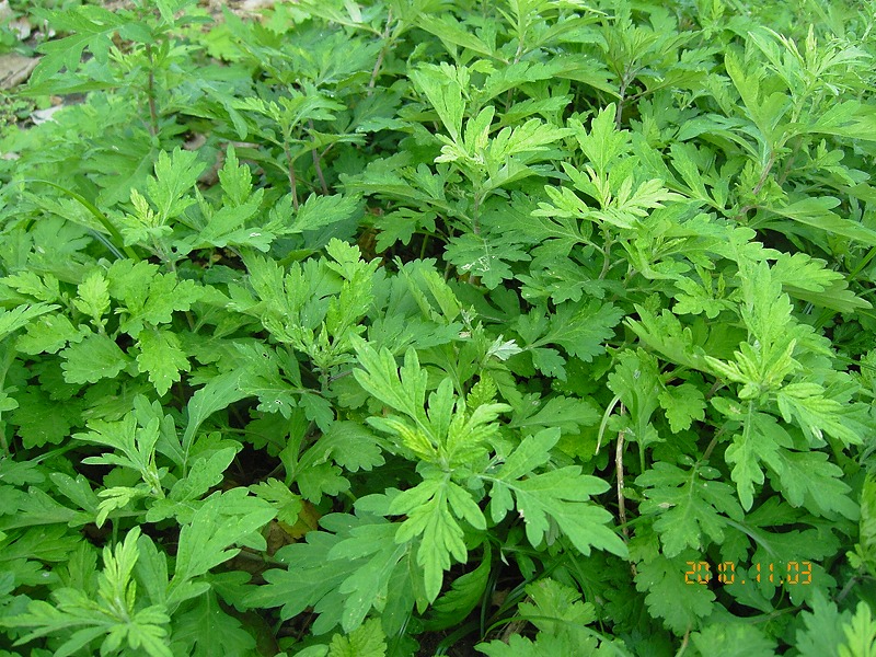 �V�΂�energy�ő̒�����߂�B