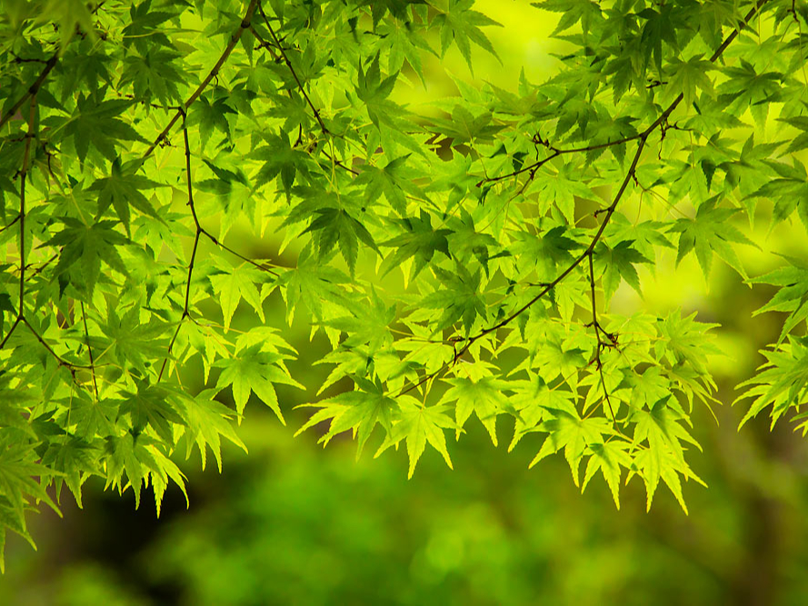 �ڂɂ܂Ԃ����t�A�L���L���P�����˂��A�ނ��Ԃ�悤�ȐV�΂̍���A���R�ɂ䂾�˂ĐS�������B