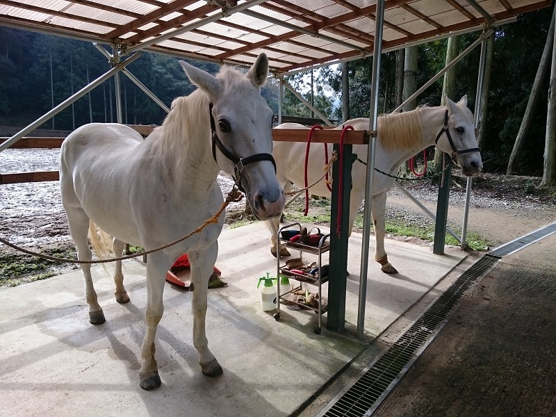 京都大阪から近い 初心者大歓迎 馬で山を登る散歩90分プラン ウエスタン乗馬 マリンズステーブル じゃらん遊び体験