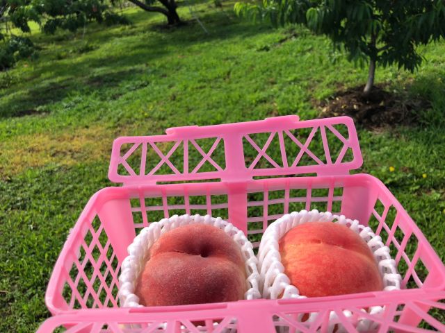 じゃらん限定 お土産用のもも狩り2個 季節のフルーツ試食 石和温泉駅から15分 古屋甲玉園 じゃらん遊び体験 じゃらん限定 お土産用のもも狩り2個 季節のフルーツ試食 石和温泉駅から15分 古屋甲玉園 じゃらん遊び体験