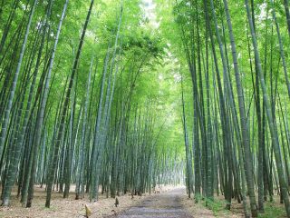 竹林散策 とっても広い若竹の杜 入場料プラン 日中 若竹の杜 若山農場 じゃらん遊び体験 竹林散策 とっても広い若竹の杜 入場料プラン 日中 若竹の杜 若山農場 じゃらん遊び体験