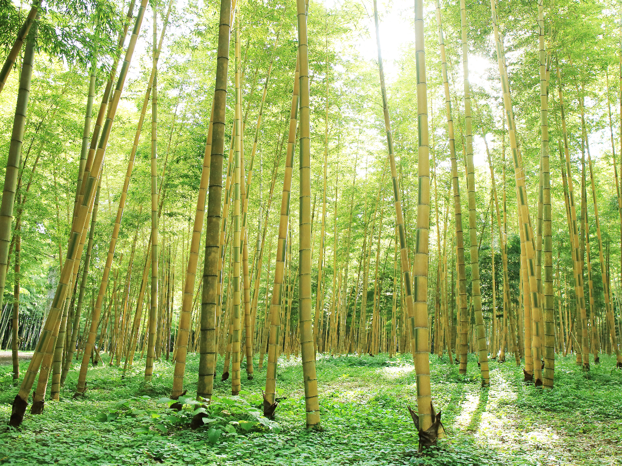 竹林散策 とっても広い若竹の杜 入場料プラン 日中 若竹の杜 若山農場 じゃらん遊び体験