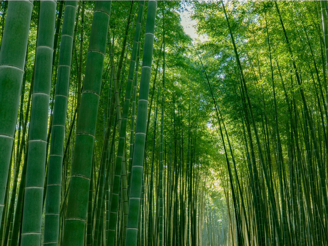 【竹林散策】見渡す限りに広がる圧巻の竹林! ~日中の入場料プラン~