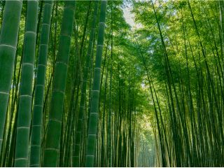 見渡す限りにつづく圧巻の竹林