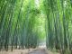 数々の映画やテレビCM、ドラマ、PV等に使われている美しい竹林を、思い思いに散策し癒されてみませんか