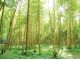 「るろうに剣心 伝説の最期編」でも使われた、金明孟宗竹の杜。明るい佇まいが目を引きます。