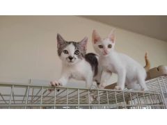 三宮駅周辺の動物カフェランキングtop10 じゃらんnet 三宮駅周辺の動物カフェランキングtop10 じゃらんnet