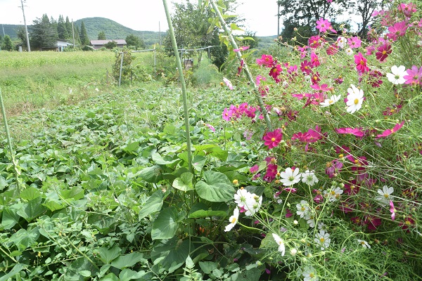 秋桜の隣で、サツマイモの苗が生い茂っています。