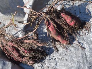 サツマイモはこんなにも大きく育ちました。戸隠の昼夜の寒暖差が美味しいお芋を育てます。当園では「べにはるか」「シルクスィート」「安納芋」をメインに栽培しています。