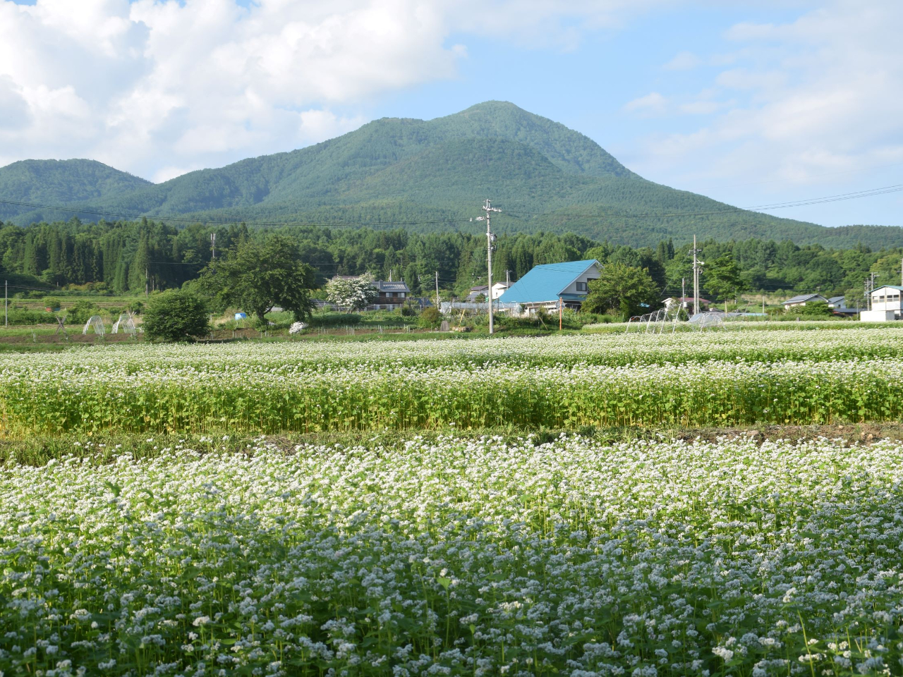 ママ友ファーム戸隠の後ろに控える飯綱山。手前は蕎麦の花です。