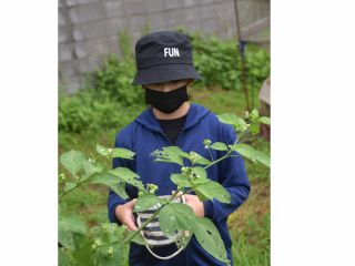 ハックルベリーでジャム作りを体験。まずは実の採取から。