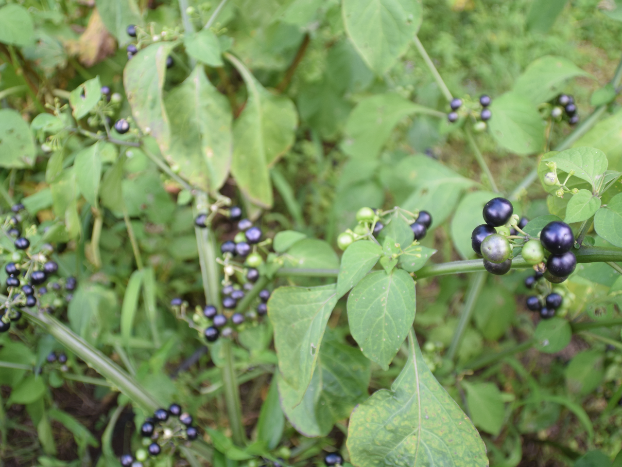 nbNx[͂PN̑̎łB؂ɂȂu[x[Ɍ`͎Ă܂ASႤ̂łB