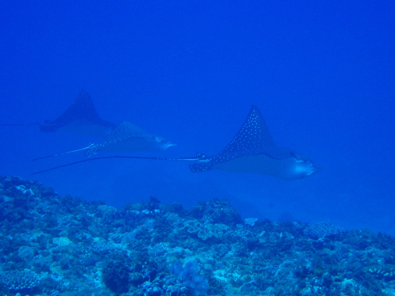 スーパーラッキーなら!!