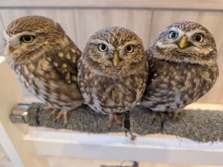 もふりこっとロゴ