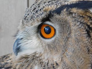 シベリアワシミミズク みみ