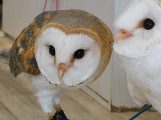 メンフクロウ おもち ぼー