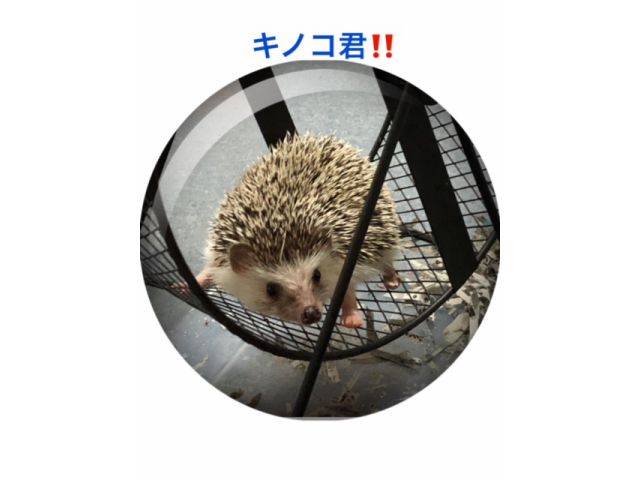 愛知 犬山 アニマルカフェ はりねずみと遊べるカフェ はりねずみのかわいさに思わず笑顔こぼれるふれあい体験 はりねずみミンミンcafe じゃらん遊び体験