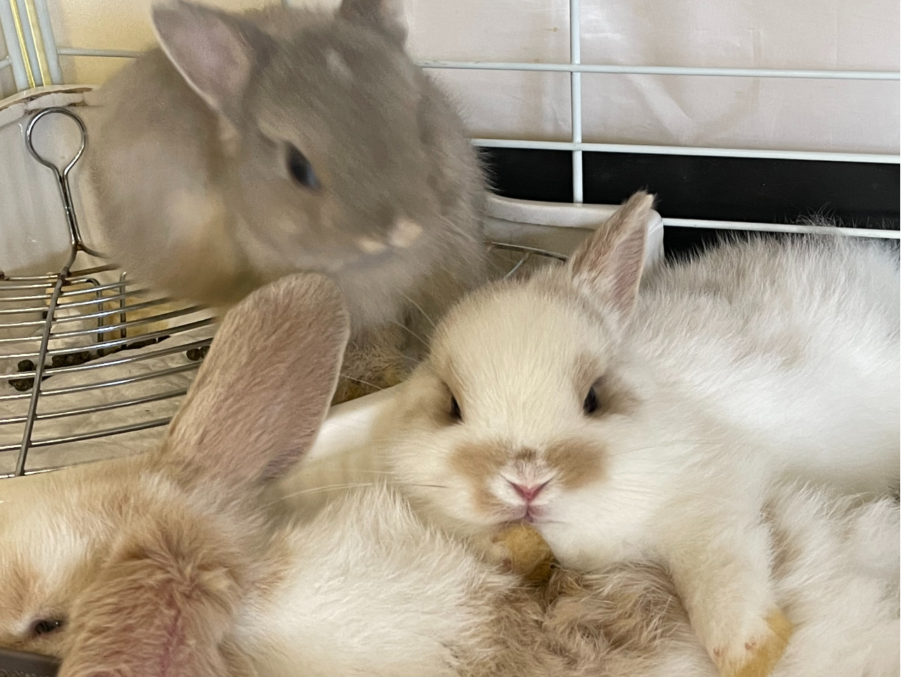 平日限定90分・1ドリンク付】うさぎカフェ♪お気に入りのうさぎを指名