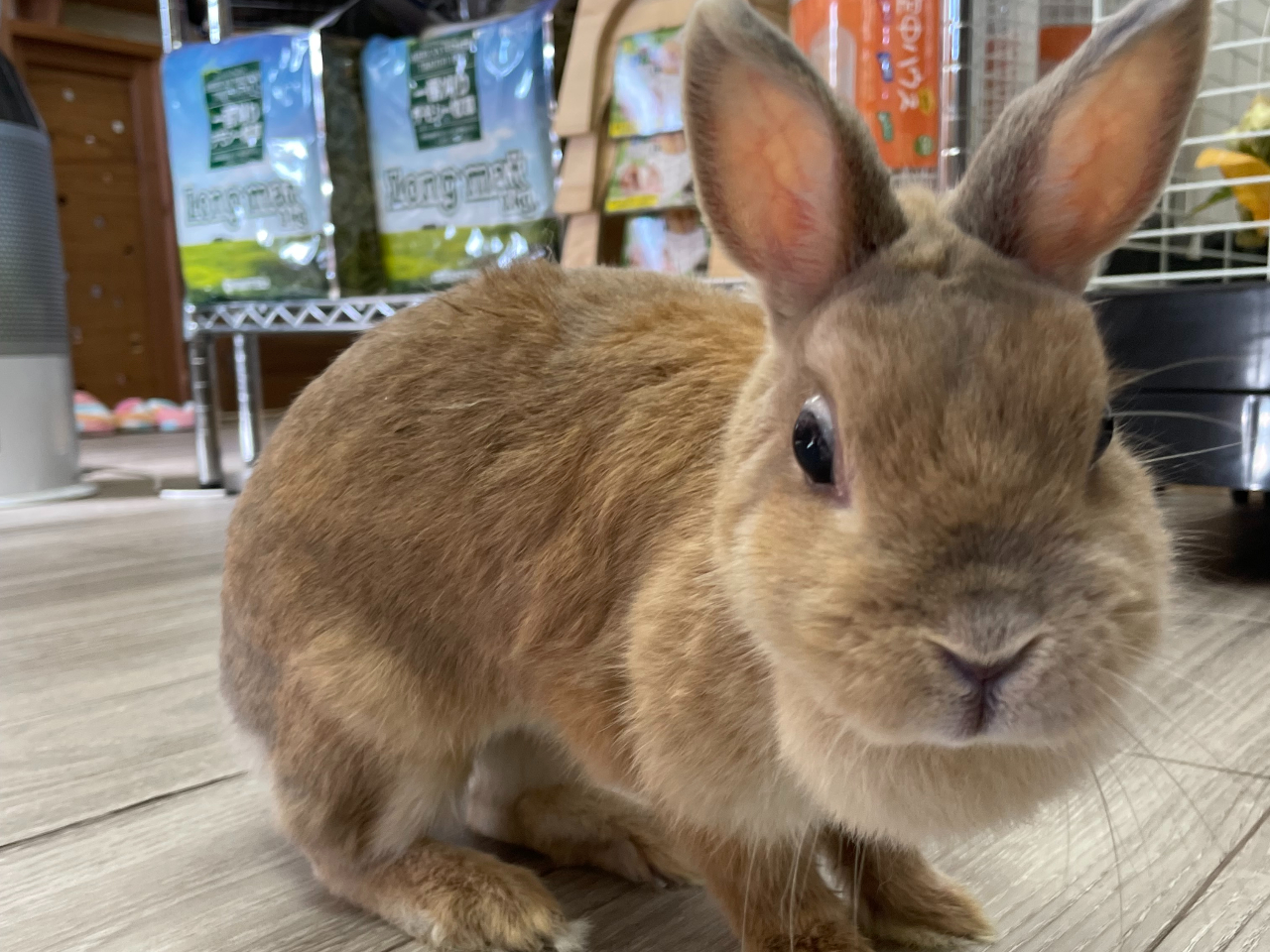 平日限定90分・1ドリンク付】うさぎカフェ♪お気に入りのうさぎを指名 