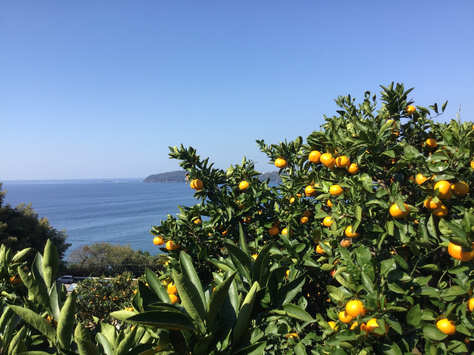 湯河原・熱海でみかん狩り♪