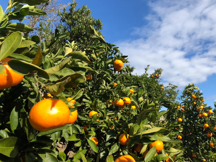 オレンジ・みかん狩り】絶景♪海を眺めながら楽しめます！《国道