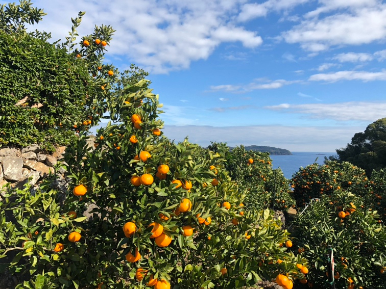 オレンジ・みかん狩り】絶景♪海を眺めながら楽しめます！《国道135号