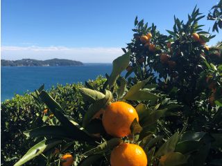 農園が高台にあるので海を眺めることができます♪