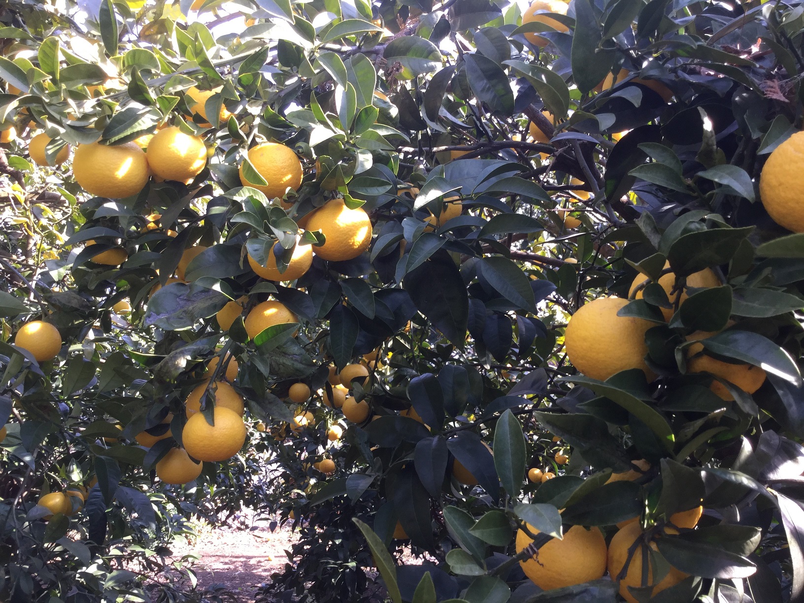 ���͌��E�M�C�ł݂������