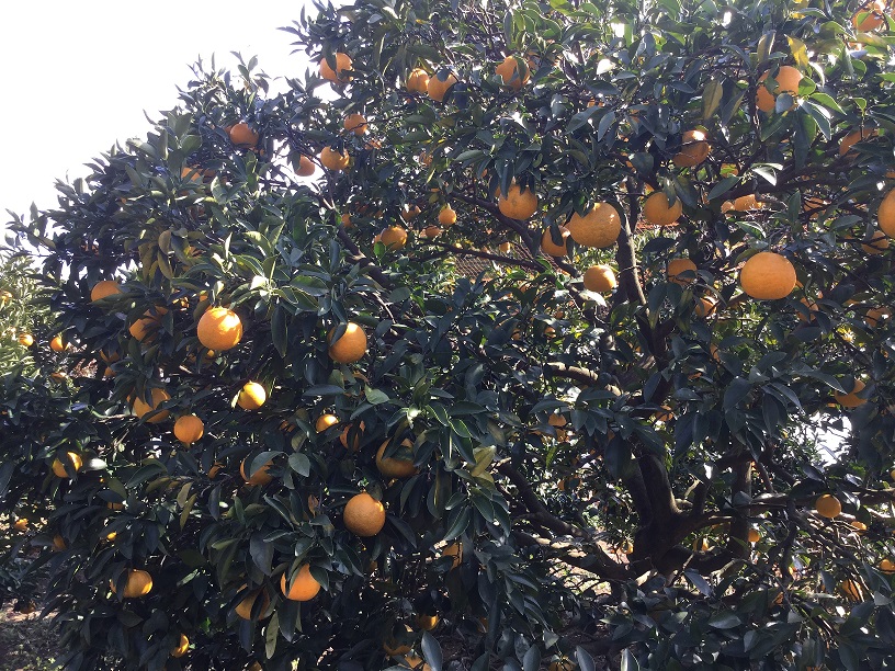 ���͌��E�M�C�ł݂������