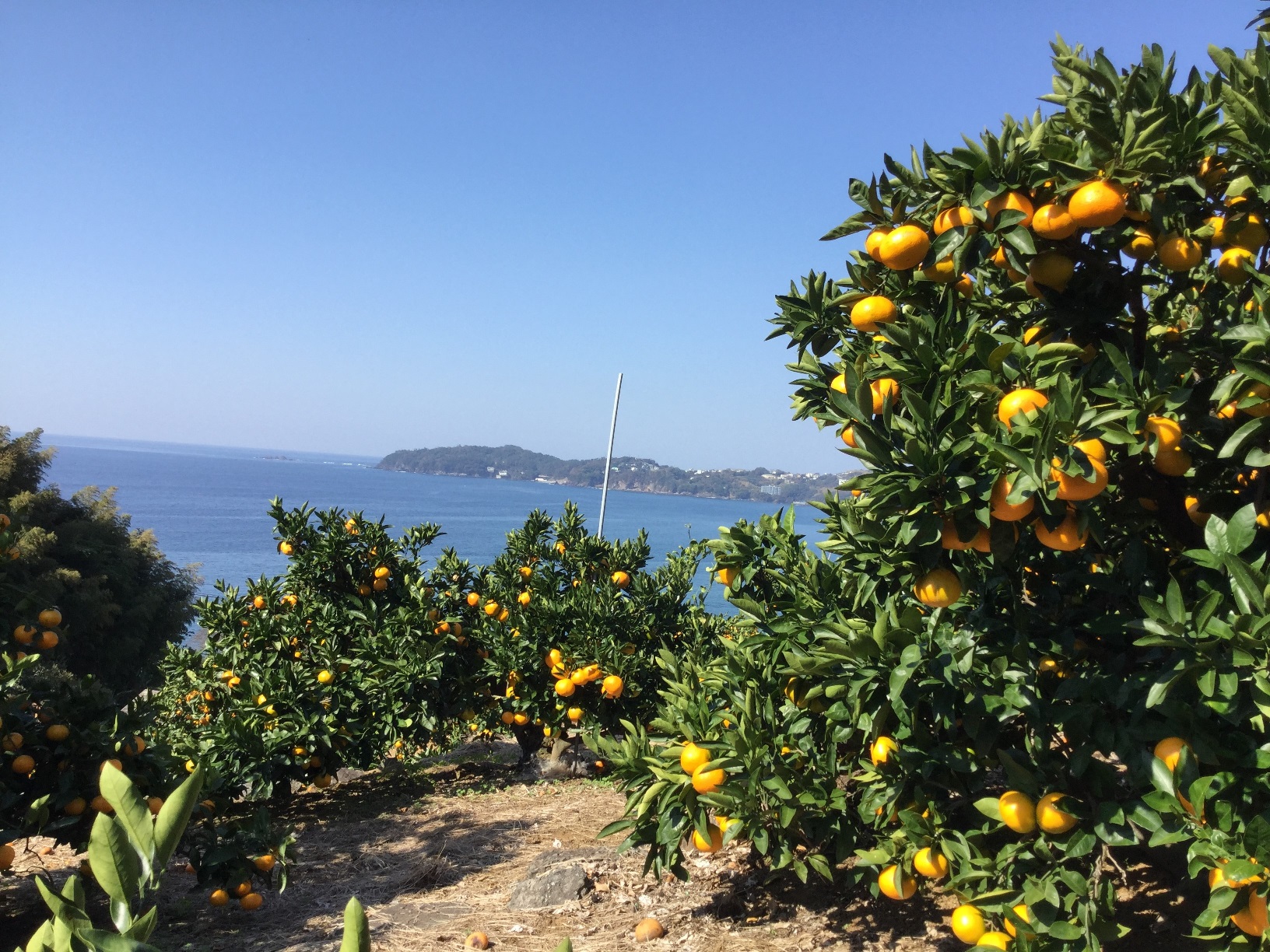 ���͌��E�M�C�ł݂������