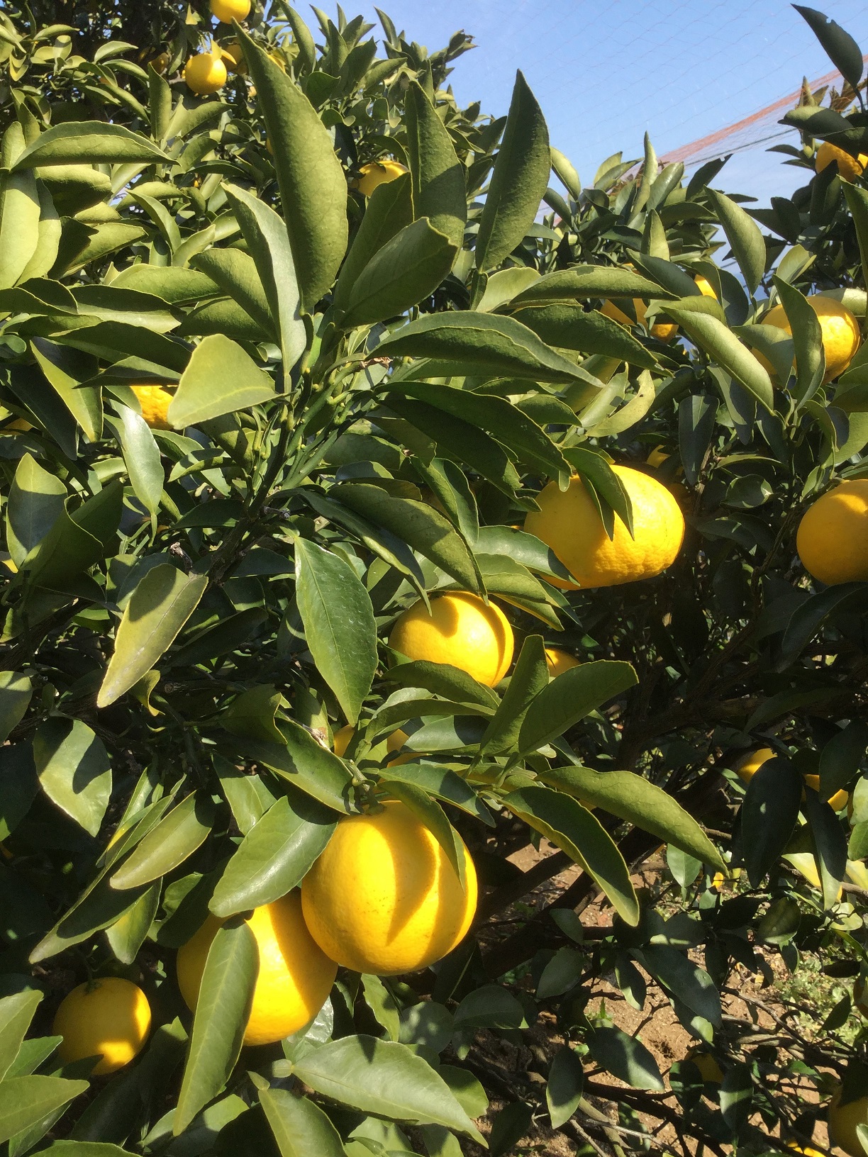 ���͌��E�M�C�ł݂������