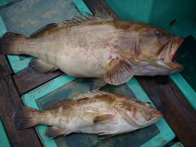 室戸岬 釣り船 大物釣りプラン 日本の中でも屈指の好漁場として名高い室戸岬沖に一番近い港 室戸漁港 から出船する結衣丸で釣りを楽しんでみませんか 結衣丸 じゃらん遊び体験 室戸岬 釣り船 大物釣りプラン 日本の中でも屈指の好漁場として名高い室戸岬沖に一番近い港 室戸漁港 から出船する結衣丸で釣りを楽しんでみませんか 結衣丸 じゃらん遊び体験