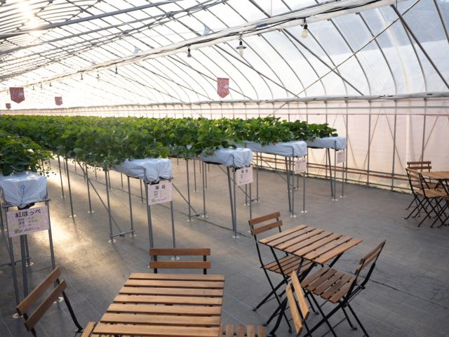 ハウス内にはテーブルとイスを完備♪ゆっくりと椅子に座っていちごを楽しめます♪