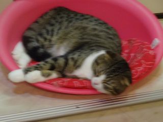 Jr福井駅から徒歩5分 かわいい猫たちに癒される 猫とのふれあい体験1時間 ワンドリンク付き 猫カフェ猫魔女 じゃらん遊び体験 Jr福井駅から徒歩5分 かわいい猫たちに癒される 猫とのふれあい体験1時間 ワンドリンク付き 猫カフェ猫魔女 じゃらん遊び体験