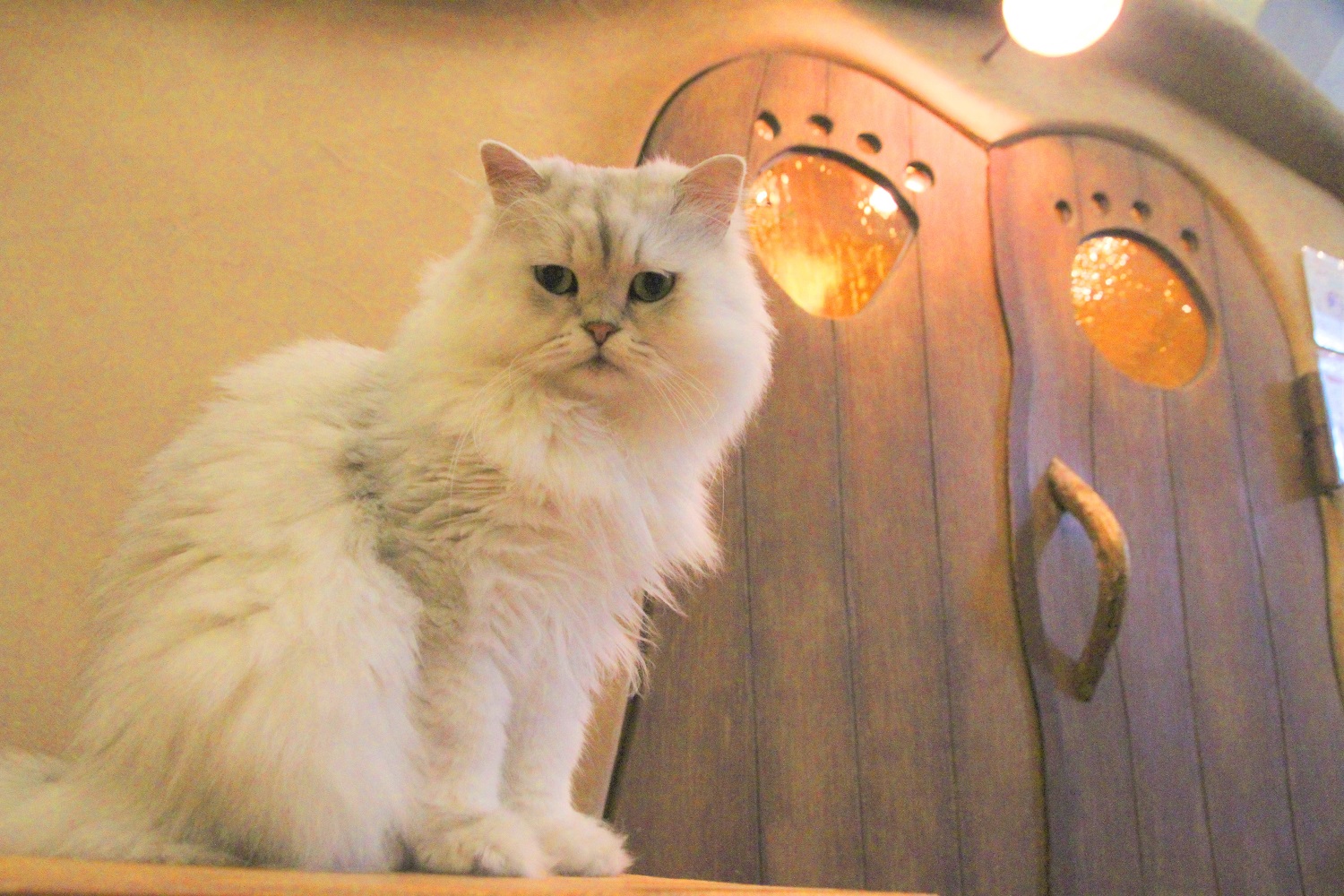 お席に座ってゆっくりと触れ合えます