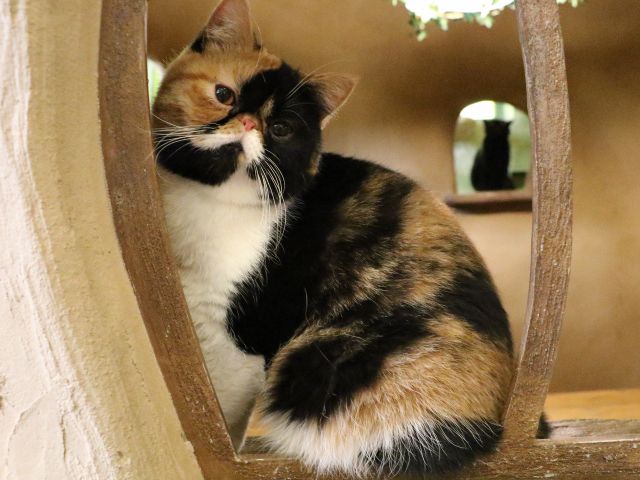 窓からひょっこりとのぞく猫たちの姿や、フォトジェニックな瞬間も