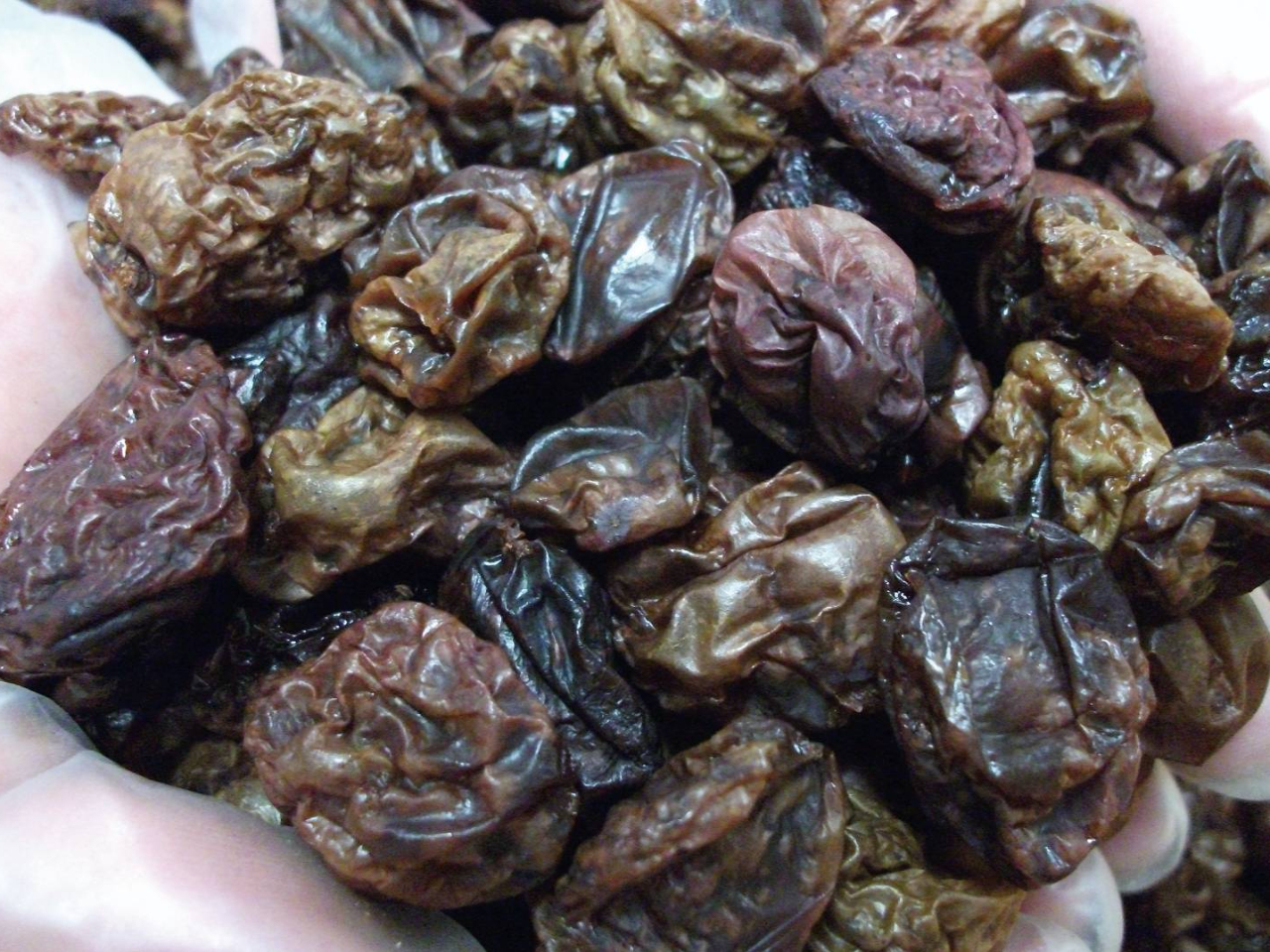 ЂɂĂԂǂ̐Y`H`̔܂łUYƓWJB