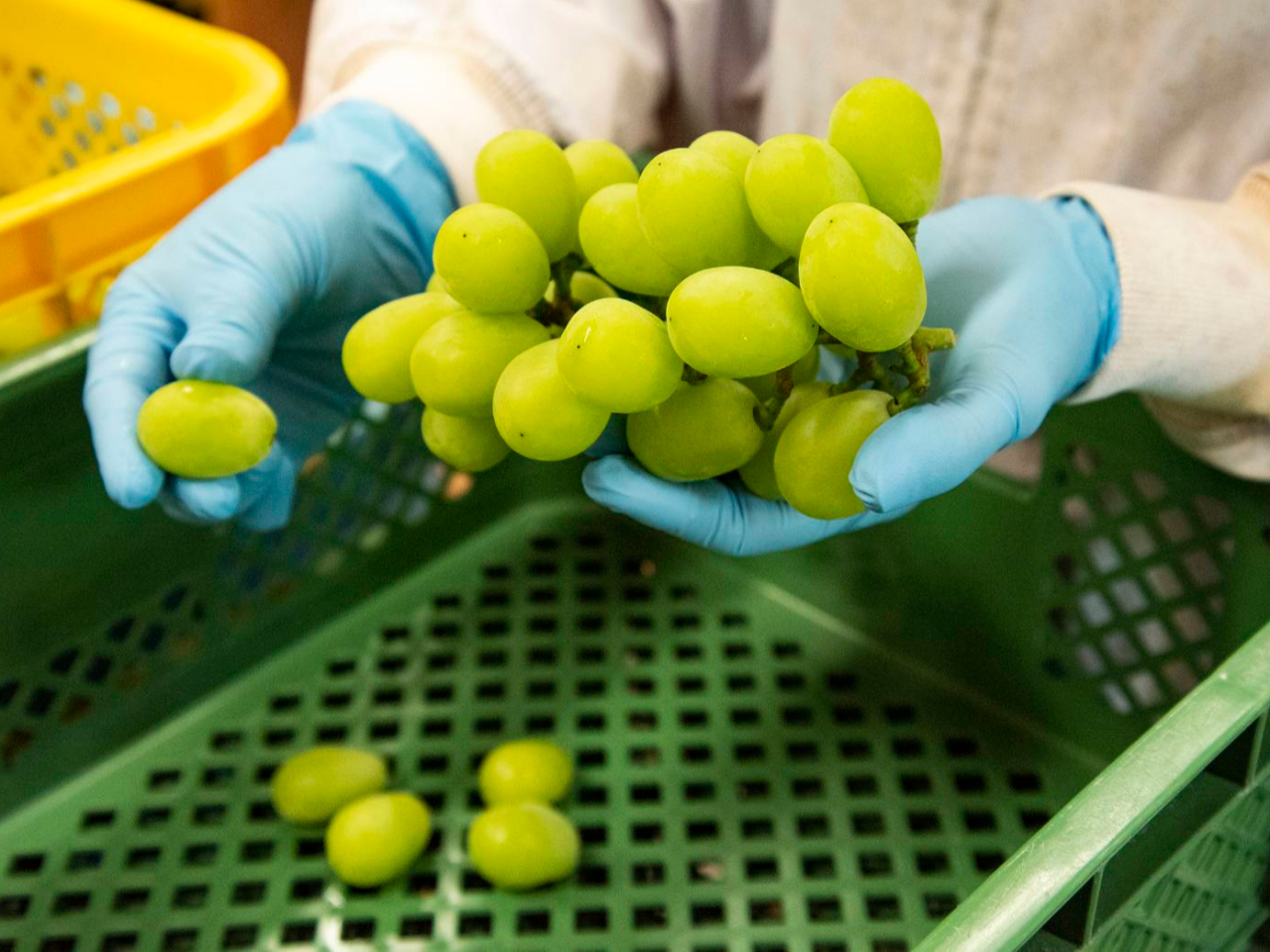 ЂŐYԂǂꗱЂƂԒJɉHBEICsgp̈SSȃhCt[cBĂ̂ŉʕ̂̂̔łB