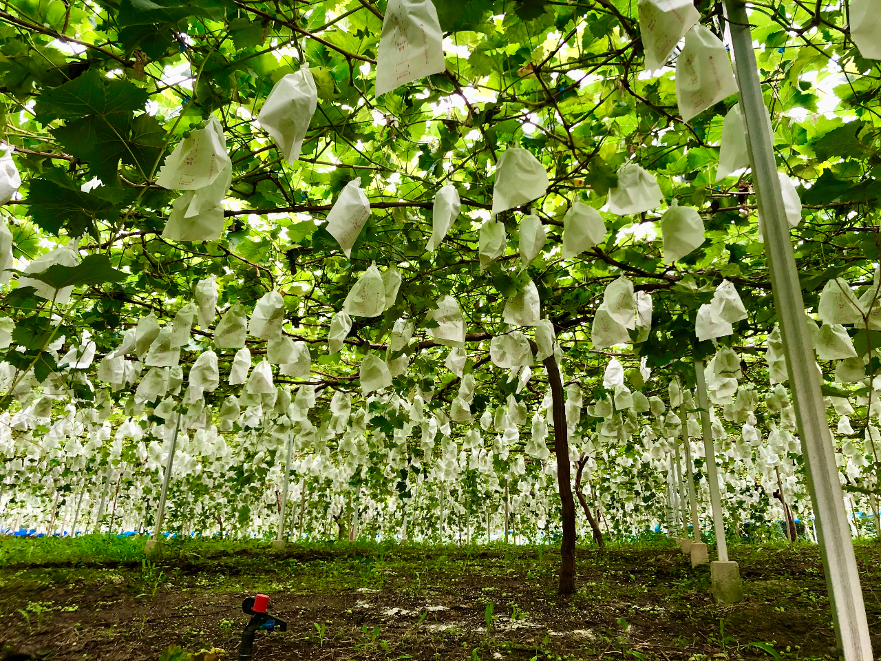 ͂̂Ԃǂql̂z҂Ă܂I