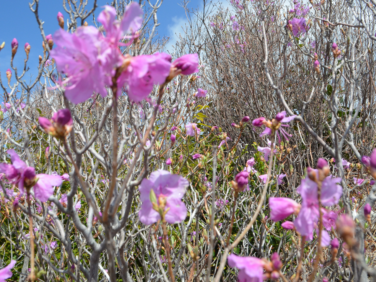 3月下旬頃になると、一の丸で花を咲かせるゲンカイツツジです。