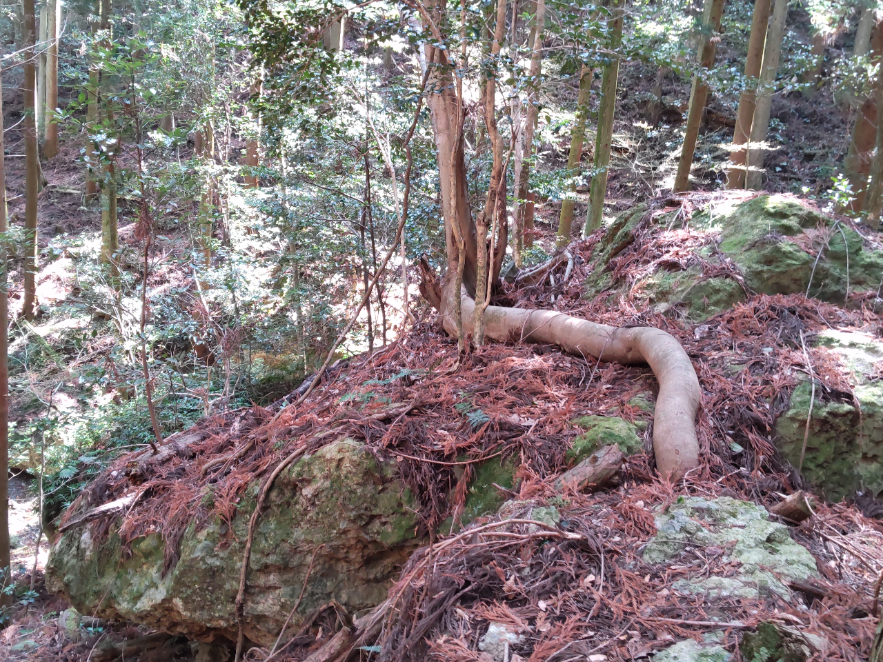 ؂Ղɂւ΂Ȃ獪𐶂₵Ă܂B