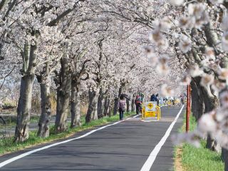 第1回 2020年3月28日 土 ーソメイヨシノ ライド 桜のりんりんロード 霞ヶ浦 かすみがうらライドクエスト じゃらん遊び体験