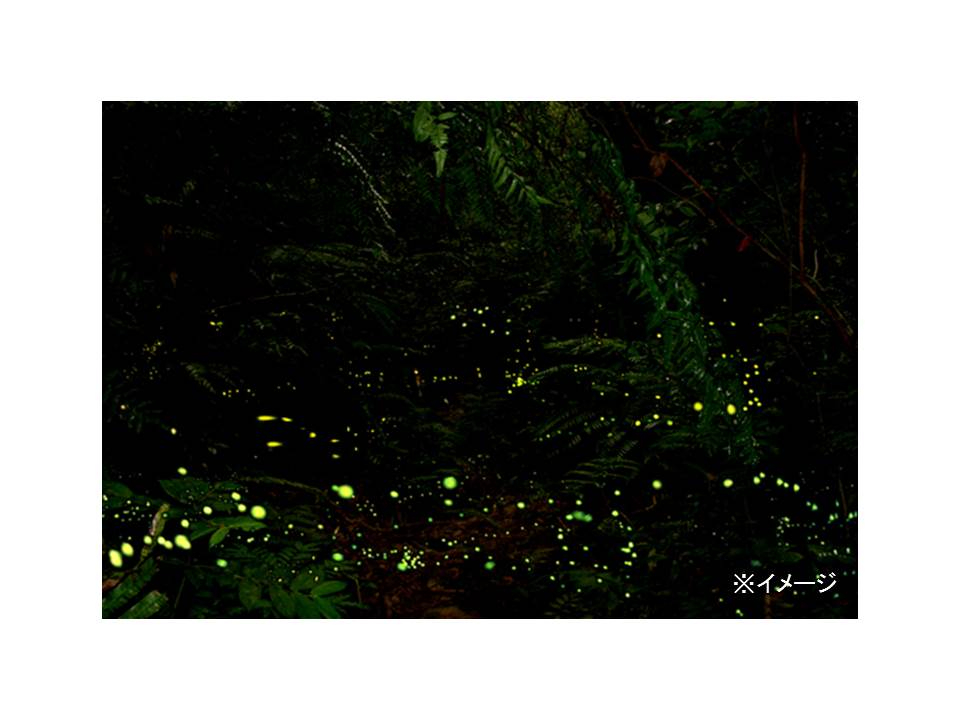 沖縄のナイトツアーランキングtop10 じゃらんnet