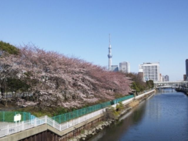 桜 期間限定 水陸両用バス スカイダック東京 とうきょうスカイツリーコース 桜 Ver でスプラッシュ体験 2階建てオープンバス スカイバス 水陸両用バス スカイダック じゃらん遊び体験 桜 期間限定 水陸両用バス スカイダック東京 とうきょうスカイツリーコース 桜 Ver でスプラッシュ体験 2階建てオープンバス スカイバス 水陸両用バス スカイダック じゃらん遊び体験