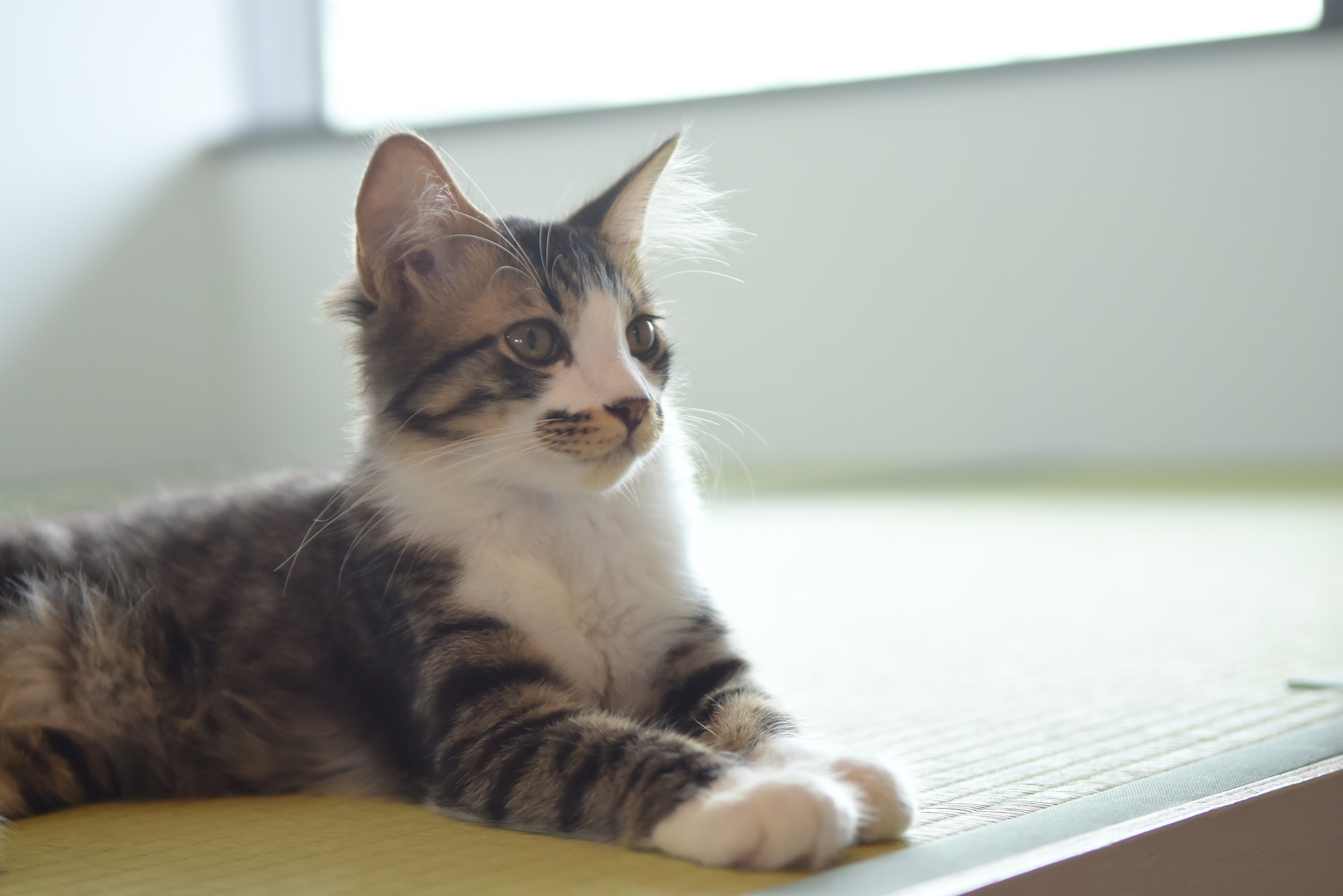 津 猫カフェ 猫も人も幸せになれる 保護猫カフェ285 1時間プラン 入場料 津 猫カフェ 猫も人も幸せになれる 保護猫カフェ285 1時間プラン 入場料